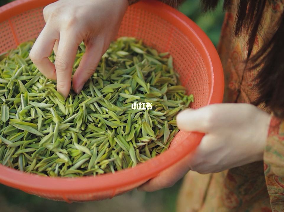 新鲜茶叶直接炒不揉可以吗