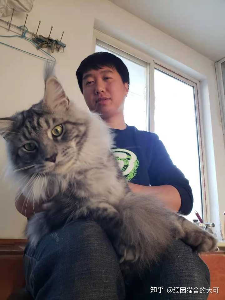 新手小白适合养缅因猫吗