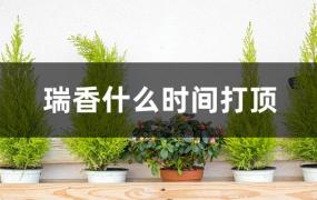 瑞香什么时候打顶(瑞香啥时候开花)