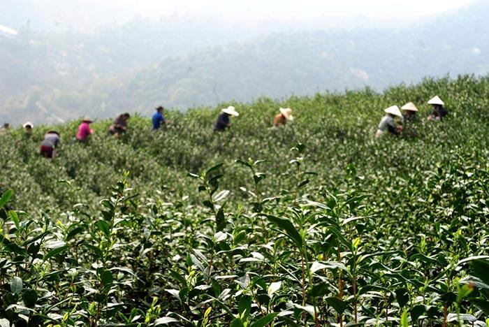 采摘的新鲜茶叶怎么吃