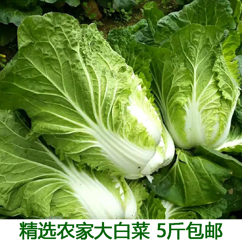 怎么判断新鲜白菜