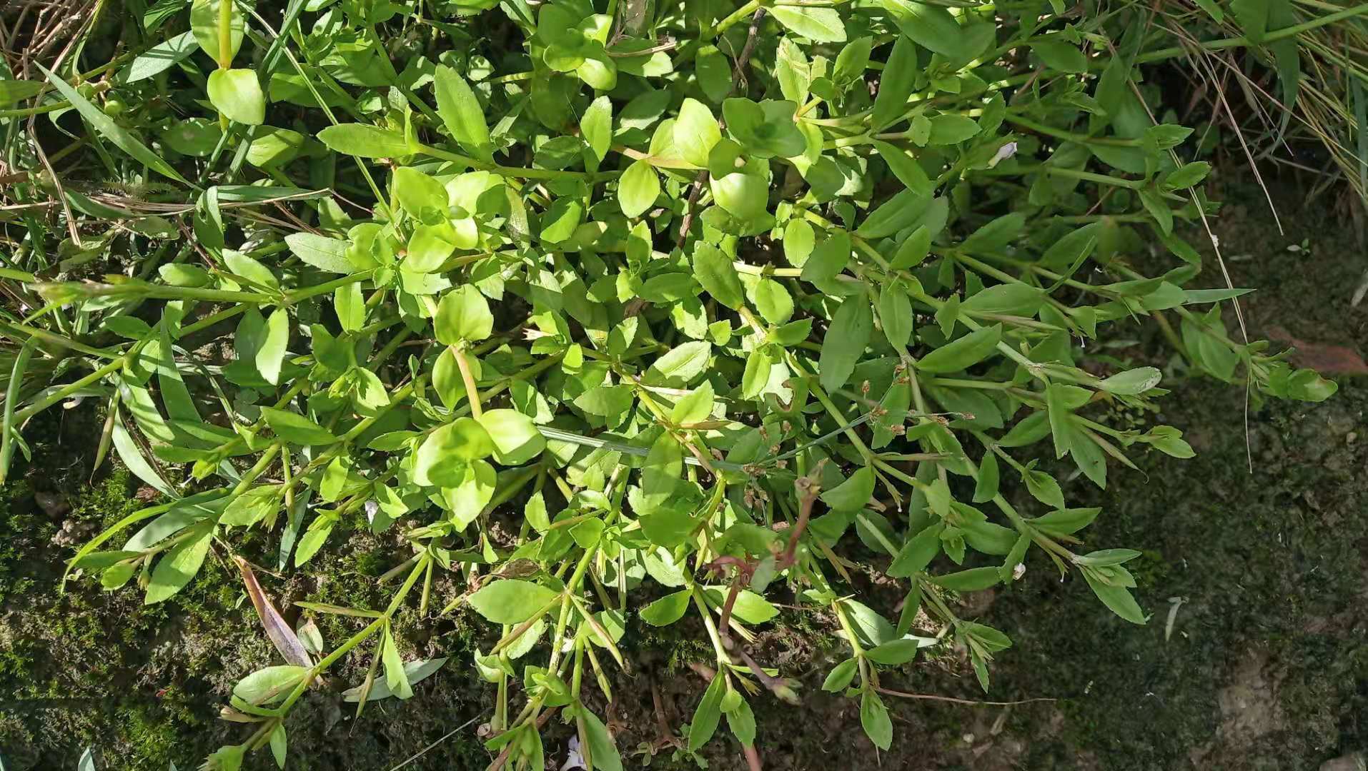 新鲜青草药煮几分钟