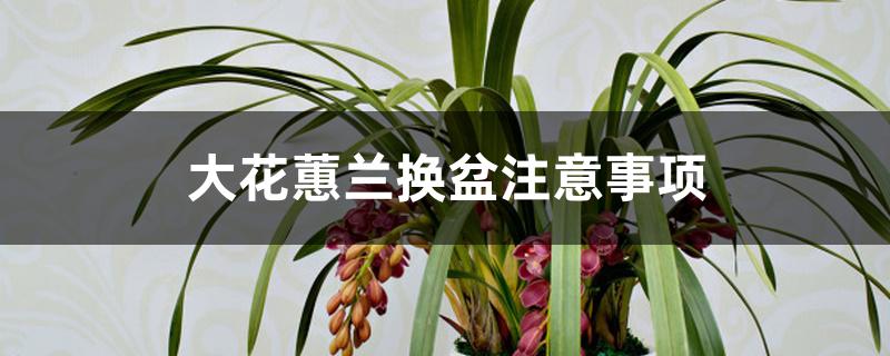 怎样给大花蕙兰换盆呢(大花蕙兰开花时能换盆吗)