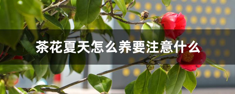 茶花冬天怎么养要注意什么(茶花秋冬季节如何养护)