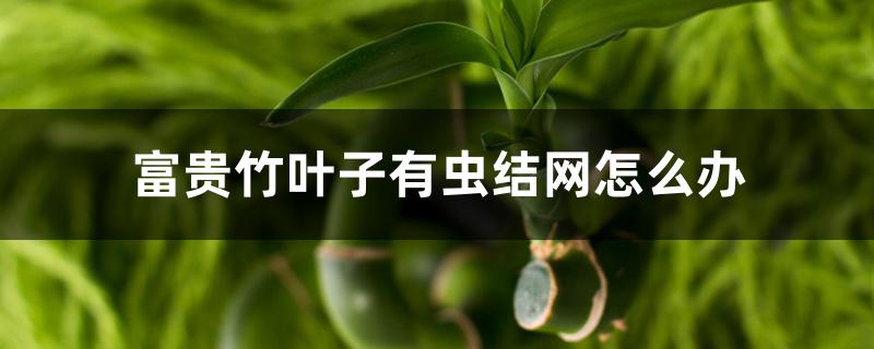 富贵竹叶子有虫结网怎么办对人体健康有害吗(富贵竹叶子上有虫卵怎么办)