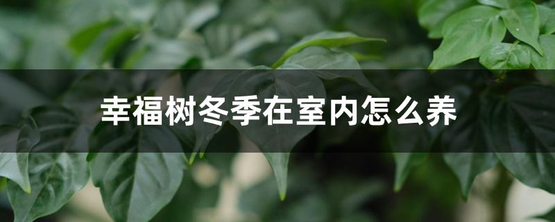 幸福树冬天在室内怎么养(幸福树在室外怎样过冬)