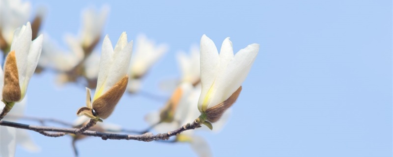 白兰花的养殖(白兰花怎么养得好)