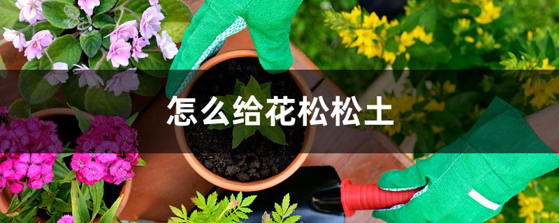 怎样给花松土(怎么给植物松土)