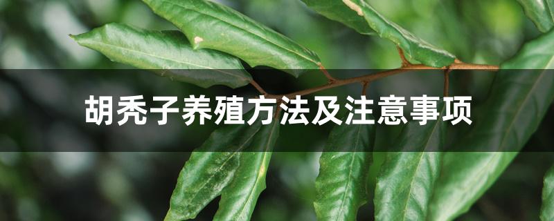 胡颓子种植注意事项(胡颓子盆景的养殖方法)