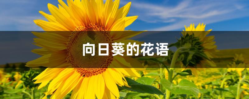 向日葵的花语和寓意(向日葵的花语是什么)