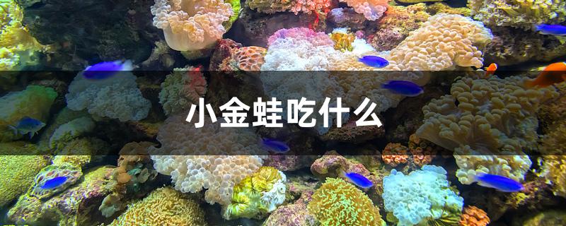 家养小金蛙吃什么(小金蛙吃什么饲料)