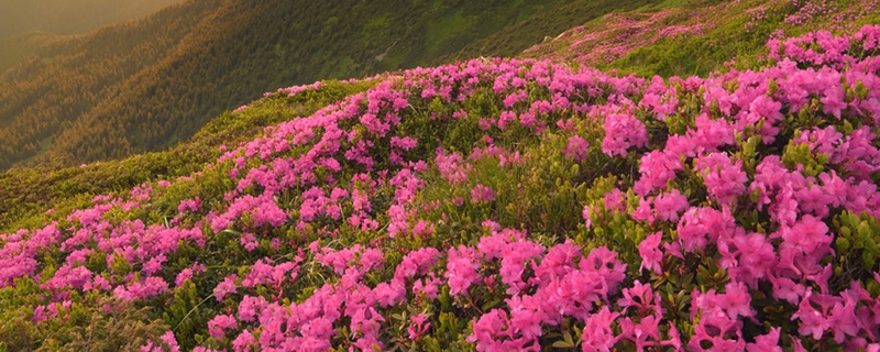 杜鹃花浇水浇多了怎么办(杜鹃花水浇多了怎么办)