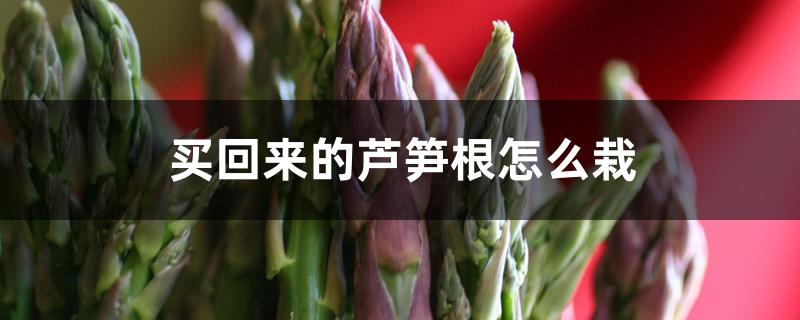 芦笋根怎么种(三年的芦笋根能栽吗)