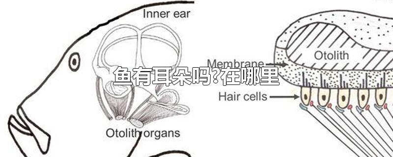 鱼有耳朵吗在哪里(鱼有没有耳朵在哪里)