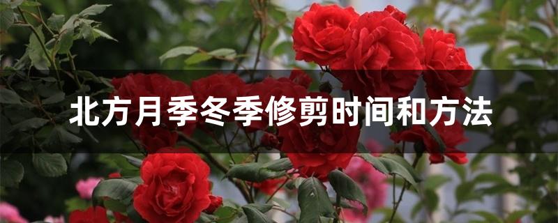 北方越冬月季修剪时间和方法(北方冬天月季几月份修剪)