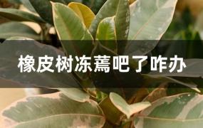 橡皮树冻了叶子蔫了是怎么回事(橡皮树冻了怎么办)