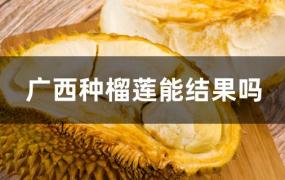 广西种榴莲能结果吗?(广西能种榴莲长果吗?)