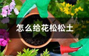 怎样给花松土(怎么给植物松土)