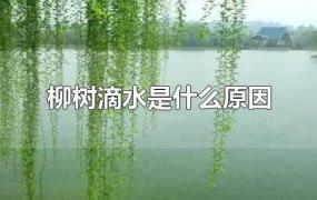 柳树滴水是什么原因(树滴水怎么回事)