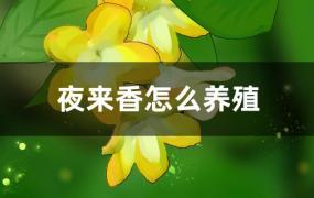 夜来香的养殖方法(夜来香的养殖方法和注意事项)