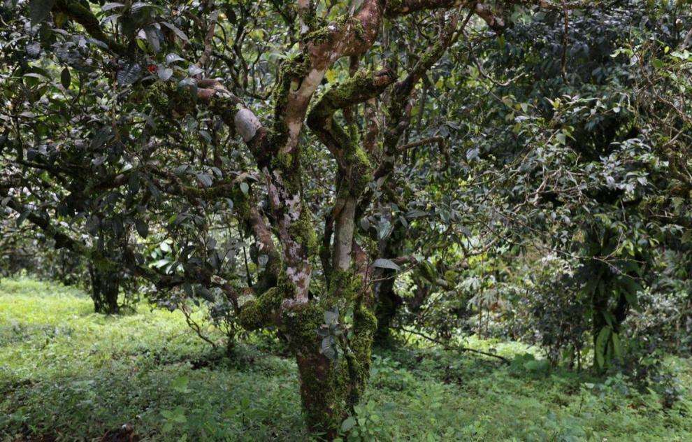 邦崴古树茶属于哪个茶区