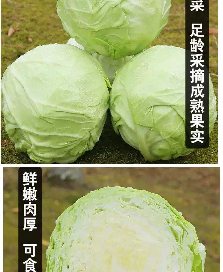 卷心菜放冷冻可以吗