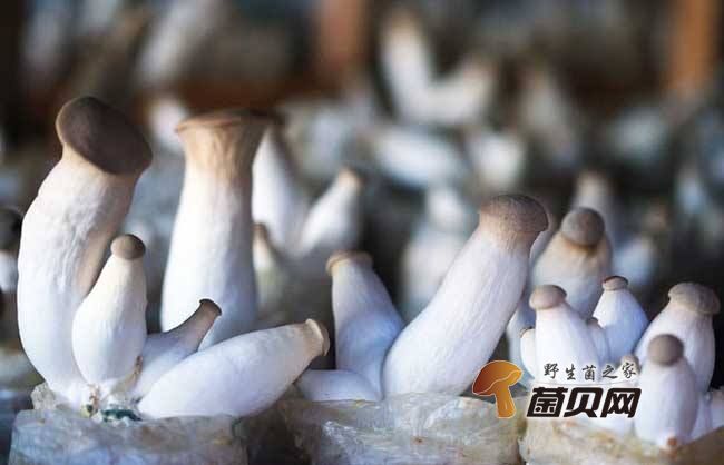 杏鲍菇能不能放冰箱保存