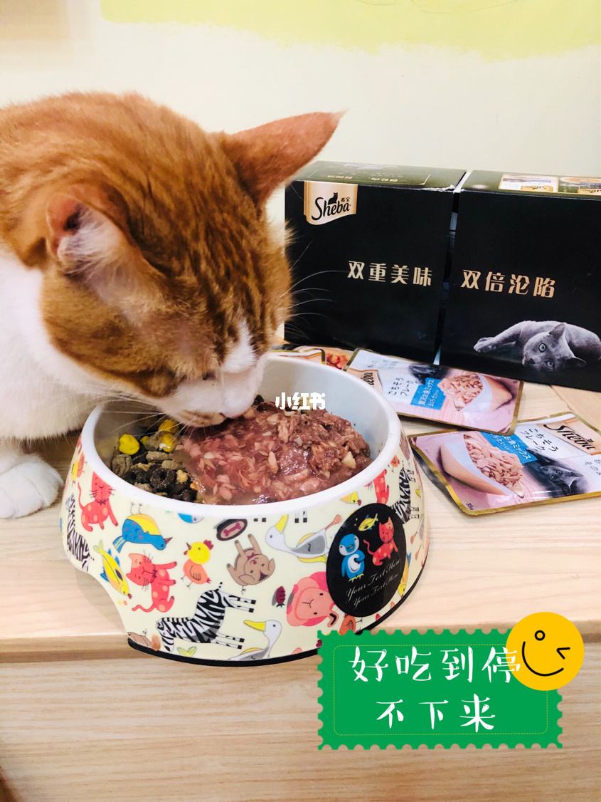 幼猫能不能吃鲜肉猫粮