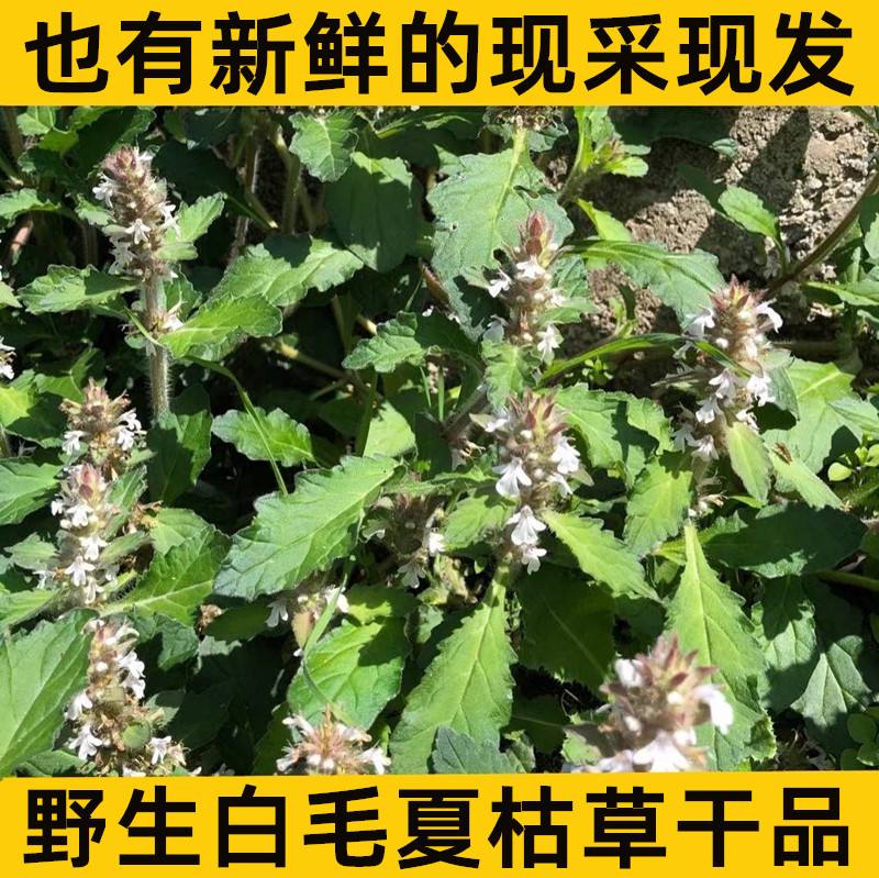 夏枯草茶什么季节喝好