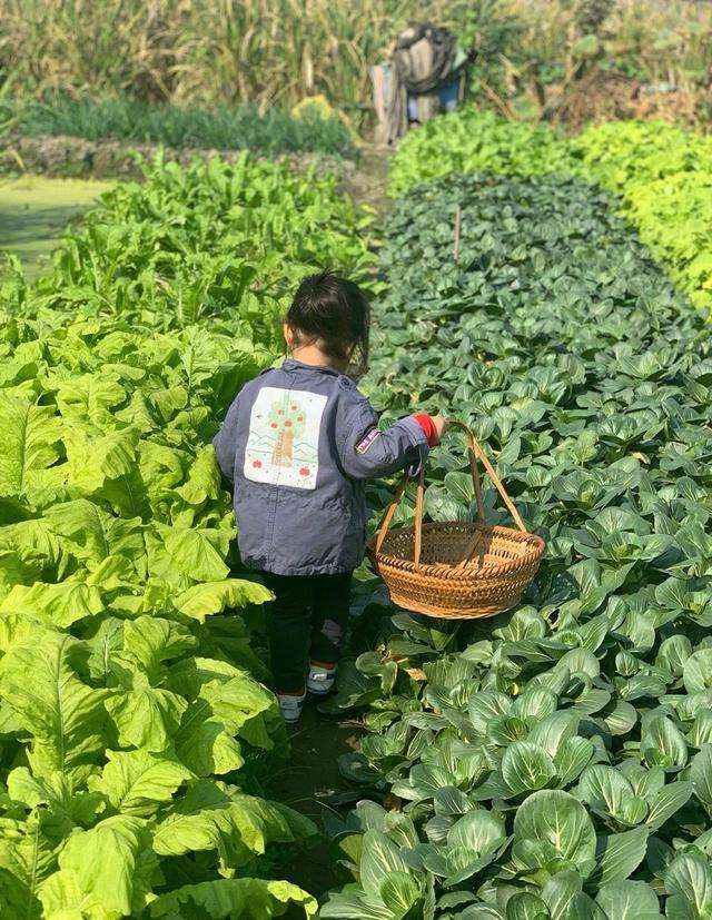 家里种植喂鸡的蔬菜可以吗