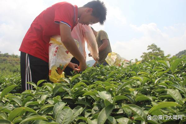 新鲜采摘的茶叶怎么弄