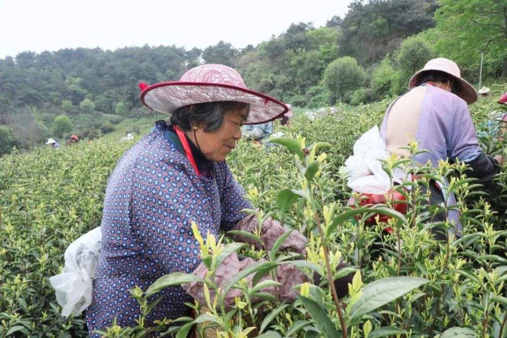 半山腰茶什么季节喝好