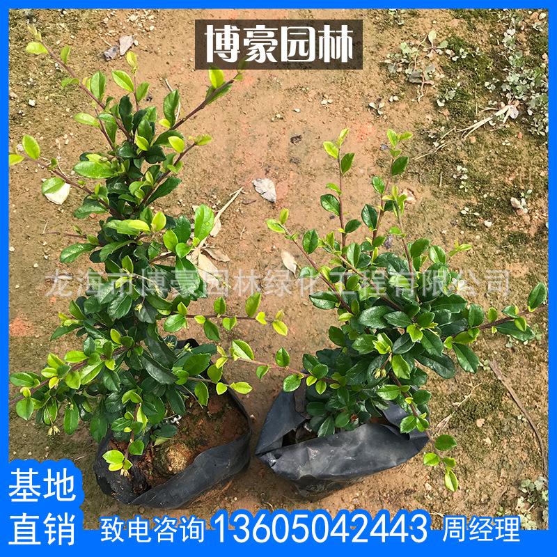 仙人茶跟福建茶有什么区别