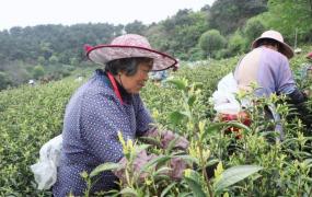 半山腰茶什么季节喝好