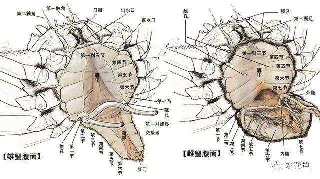 大闸蟹怎么辨别公母