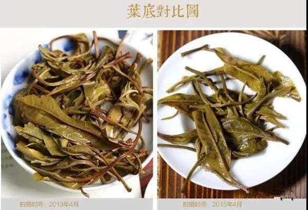 普洱茶叶底的一致性怎么看