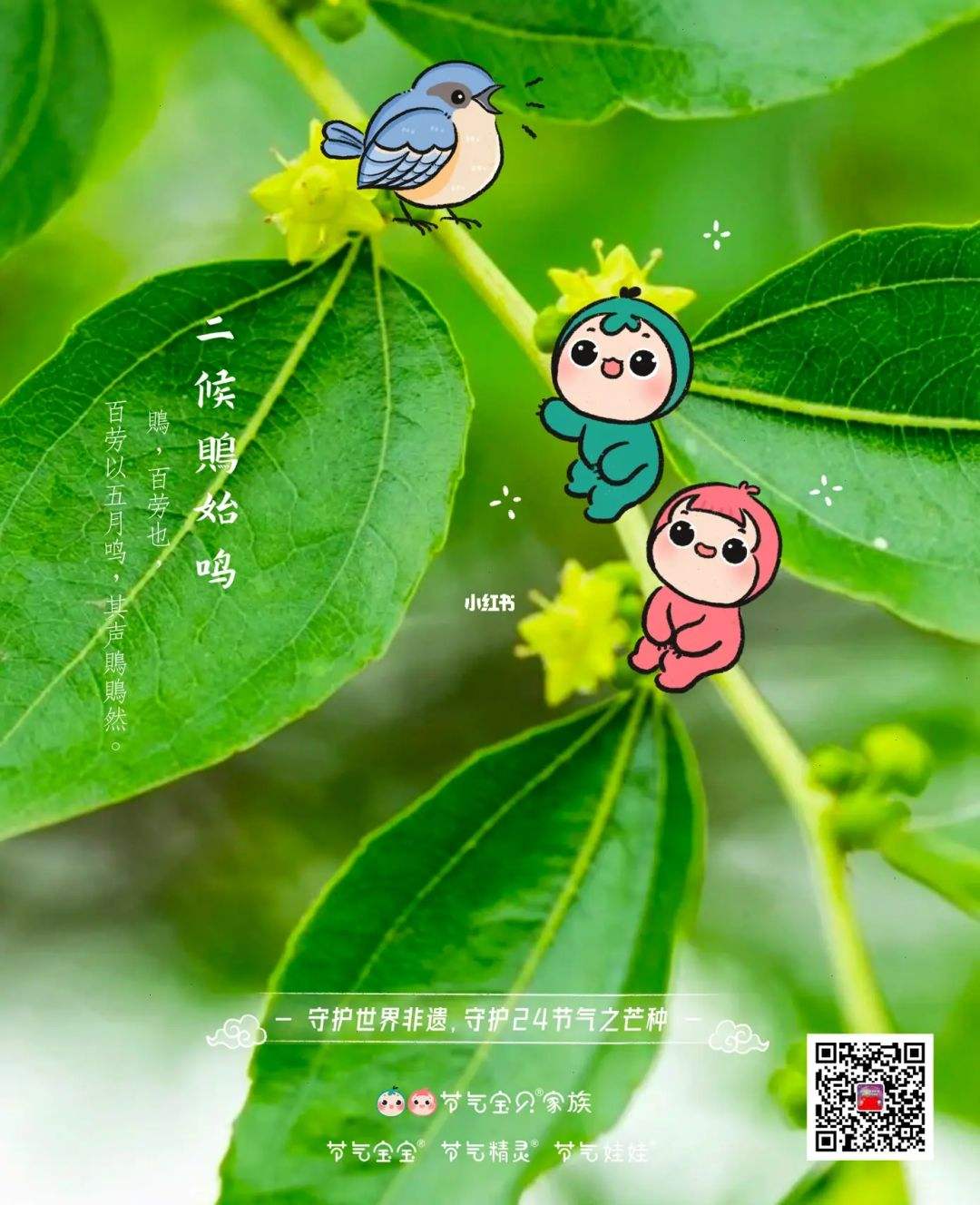 芒种三候是什么