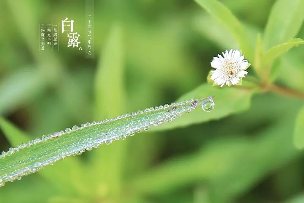 白露节气特点有哪些