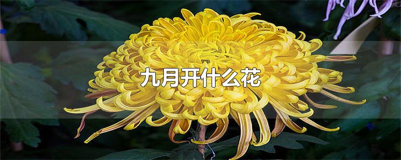 九月开什么花的季节(4月份开花的有什么花)