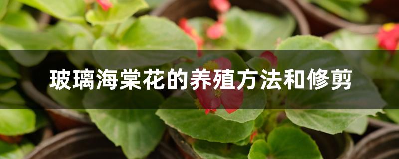 玻璃海棠花的养殖方法和修剪视频(玻璃海棠花怎么养)