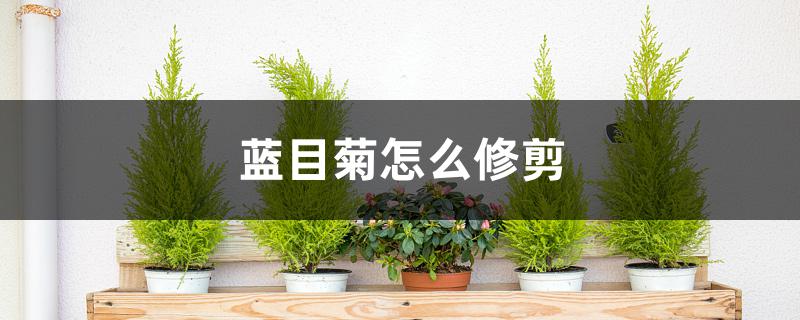 蓝目菊怎么修剪(蓝目菊怎么修剪视频)