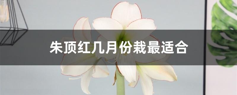 朱顶红几月份种植最好(朱顶红什么时候栽种合适)