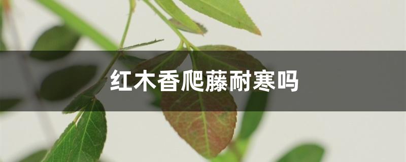 红木香爬藤耐寒吗(红木香爬藤优缺点)