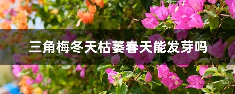 三角梅冬天落叶后春天什么时候萌芽(三角梅冬眠后几时发芽)