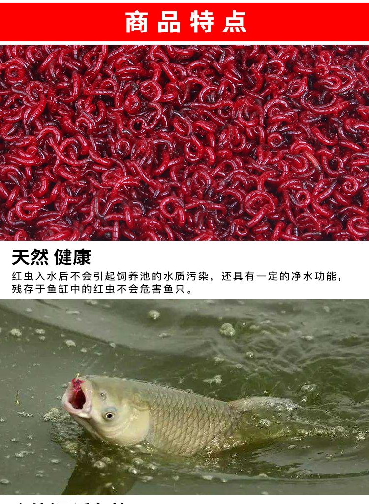 钓鱼的红虫怎么养