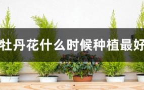 牡丹花什么时候移栽最好(牡丹花什么时候种植最好)