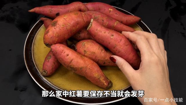 红薯冬季保存方法