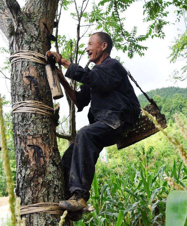 不少人对木栅栏都又爱又恨