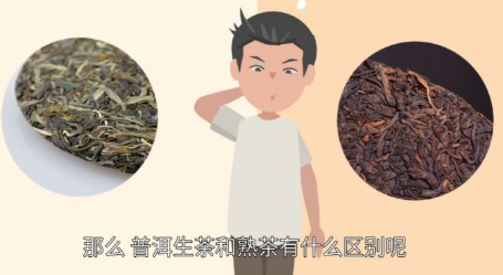 生茶和熟茶的区别