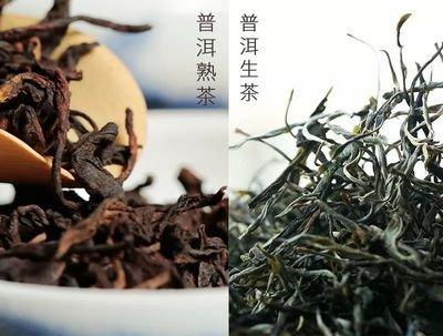 生茶和熟茶的区别